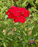 250 Red Drummond Phlox Drummondii Flower Seeds