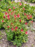 500 Eastern Columbine Flower Seeds Aquilegia canadensis