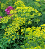 500 Bouquet Dill Seeds Anethum Graveolens Culinary Herb