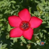 500 Scarlet Flax Flower Seeds Linum grandiflorum rubrum