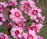 500 Dianthus Cottage Pinks Mixed Flower Seeds Dianthus plumarius