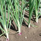500 Red Burgundy Onion Seeds Allium Cepa Heirloom