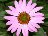 500 Purple Coneflower Echinacea Purpurpea Seeds