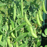 75 Sugar Snap Pea Seeds
