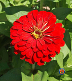 75 Zinnia Cherry Queen Flower Seeds Zinnia Elegans