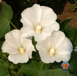 250 Rose Mallow Flower Seeds Mixed Pink/White Tree Mallow Lavatera trimestris
