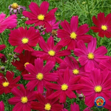 1oz Cosmos RED DAZZLER Flower Seeds - (Approx 4500 Seeds)