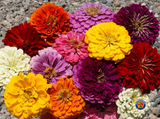 1oz Zinnia "Dahlia Flowered Mix" Flower Seeds (Approx 4200 Seeds)