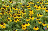 Clasping Coneflower Seeds Rudbeckia Dracopis (Approx 50,000) - 1 ounce