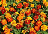 250 Sparky Mix French Marigold Seeds Tagetes Patula Flower