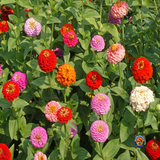 200 Zinnia Lilliput Mix Flower Seeds Zinnia Elegans