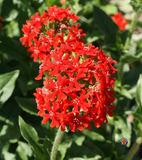 1000 Maltese Cross Red Flower Seeds Swallowtail butterflies Lychnis chalcedonica