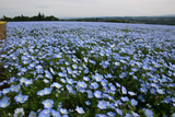1oz Baby Blue Eyes Flower Seeds Nemophila menziesii (Approx 16,000 Seeds)
