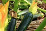 75 Black Beauty Zucchini Summer Heirloom Squash Seeds