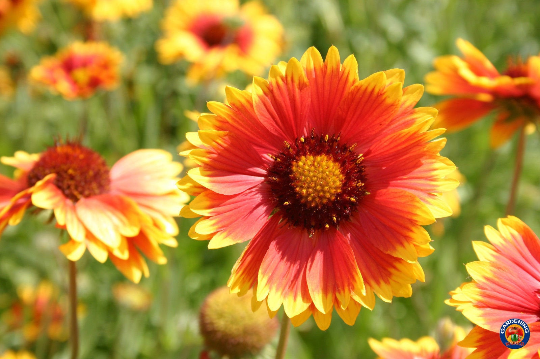 Yellow gaillardia online flower