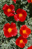 300 California Poppy Flower Seeds Red Chief Eschscholzia Californica