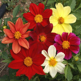 50 Mixed Dahlia Flower Seeds Variabilis Dwarf Single - Heirloom Gardening