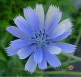 500 Chicory Seeds Cichorium intybus