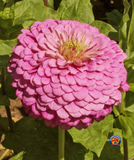 200 Zinnia Luminosa Flower Seeds Zinnia Elegans