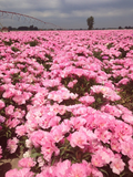 500 Godetia Pink Flower Seeds Native Wildflower Clarkia amoena
