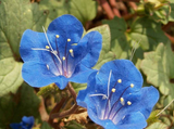 500 California Bluebell Flower Seeds Desert Canterbury