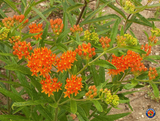 40 Butterfly Milkweed Seeds Asclepias tuberosa Native Perennial for Monarchs