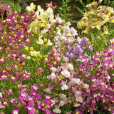 4000 Spurred Snapdragon Flower Seeds Northern Lights