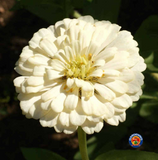 200 Zinnia Polar Bear Flower Seeds Zinnia Elegans