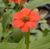 50 Zinnia Peruvian Flower Seeds Zinnia peruviana