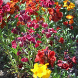 500 Mixed English WALLFLOWER Seeds Cheiranthus Cheiri