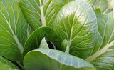 1oz Komatsuna Seeds Spinach Greens Mustard Tendergreen Approx. 17,000 seeds