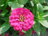 1oz Zinnia Flower Seeds Rose Pink Zinnia Elegans (Approx 4200 Seeds)