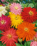 200 Zinnia Cactus Flowered Mix Flower Seeds Zinnia Elegans