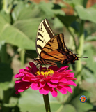200 Zinnia "California Giants Mix" Flower Seeds Zinnia Elegans