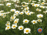500 SHASTA DAISY "ALASKA" Chrysanthemum Maximum Flower Seeds