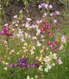4000 Spurred Snapdragon Flower Seeds Northern Lights