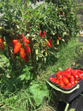250 San Marzano Italian Tomato Seeds Determinate - Great For Canning Sauces