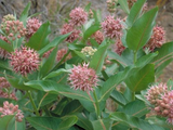40 Showy Pink Butterfly Milkweed Seeds Asclepias speciosa Native Perennial for Monarchs