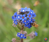 500 Blue Italian Alkanet Anchusa Capensis Flower Seeds