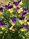 500 JOHNNY JUMP UP Helen Mount Viola Seeds Tricolor Flower