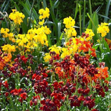 500 Mixed English WALLFLOWER Seeds Cheiranthus Cheiri