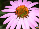 500 Purple Coneflower Echinacea Purpurpea Seeds