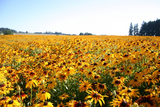 3000 Gloriosa Daisy Indian Summer Rudbeckia Hirta Flower Seeds