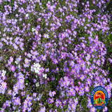 3000 VIRGINIA STOCK MIX Malcolmia Maritima Flower Seeds - Very Fragrant