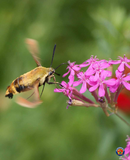 5000 CATCHFLY None So Pretty Silene Armeria Flower Seeds