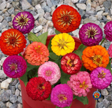 200 Zinnia Lilliput Mix Flower Seeds Zinnia Elegans