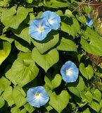 150 Morning Glory Heavenly Blue Flower Seeds