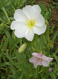 500 White Evening Primrose Flower Seeds Oenothera pallida
