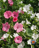 250 Rose Mallow Flower Seeds Mixed Pink/White Tree Mallow Lavatera trimestris