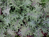 500 Heirloom Red Russian Kale Seeds Brassica Oleracea